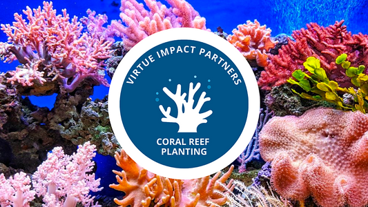 Plant a coral fragment
